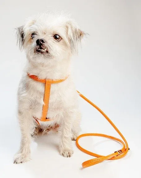 Italian Leather Dog Leash in Orange