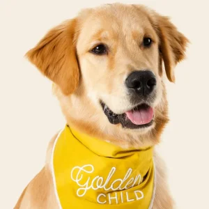 Golden Child Dog Bandana