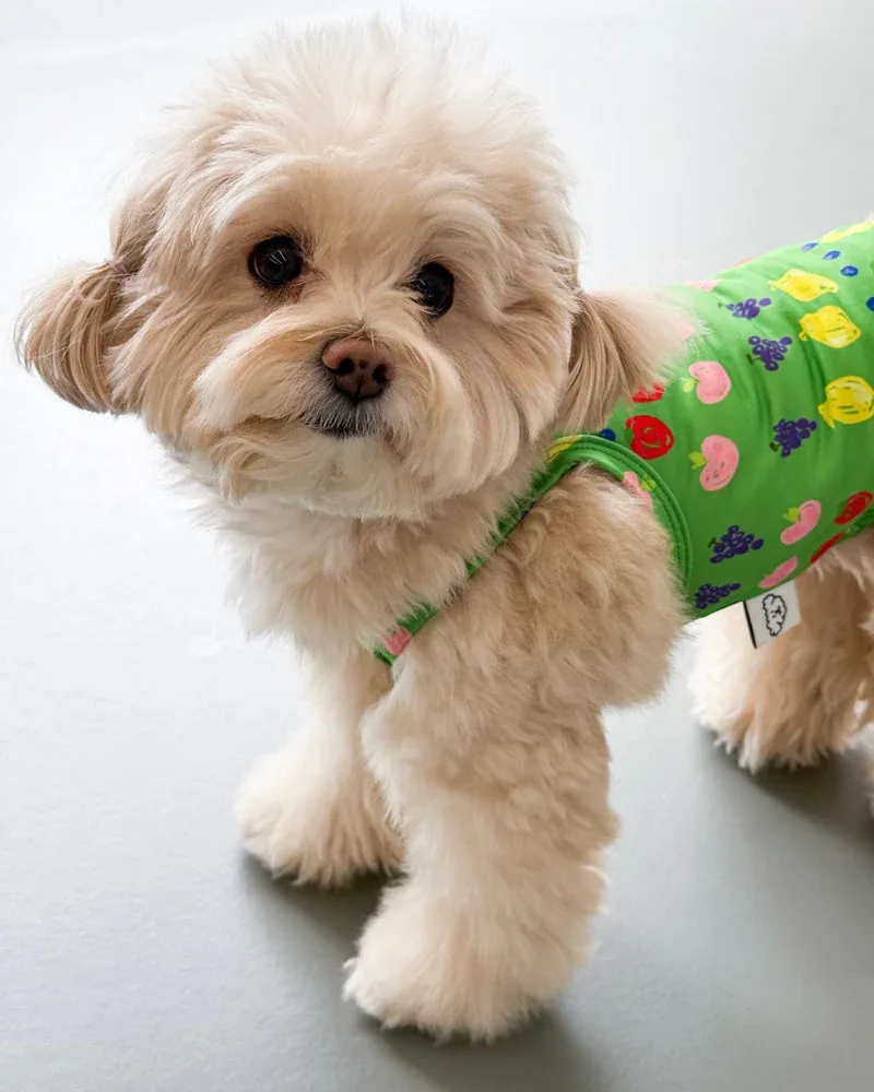 Fruit Juice Dog Cooling Tank (FINAL SALE)