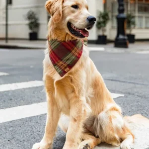 Orchard Plaid Flannel Dog Bandana (Made in the USA)