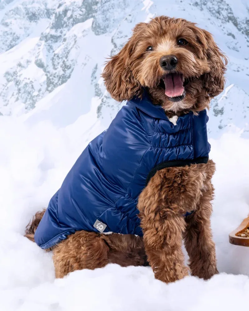 Lunar Glow Dog Parka in Blue