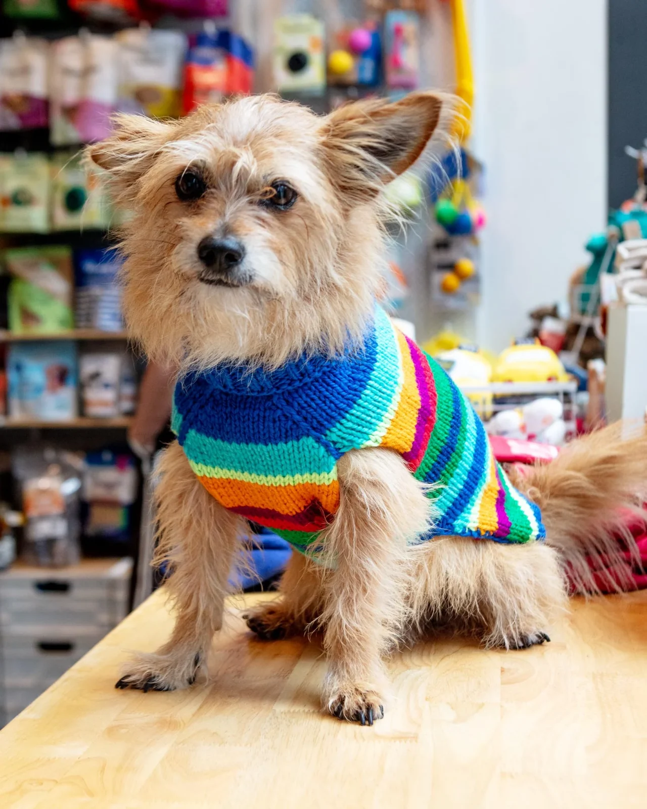 Royal Stripe Alpaca Dog Sweater - Image 2