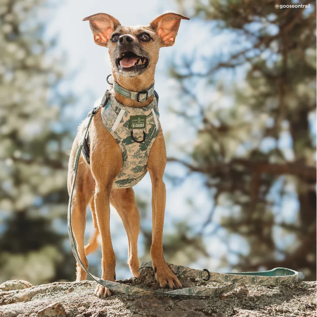 Lucy & Co. x Parks Project Sequoia Seedlings Leash - Image 2