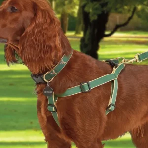Color Market Bamboo Dog Harness in Forest & Tan (Made in the USA)
