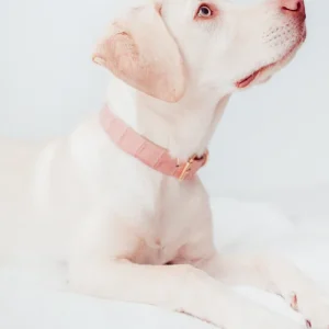 Lia Crocodile Print Leather Dog Collar in Pale Pink (Made in Italy) (FINAL SALE)