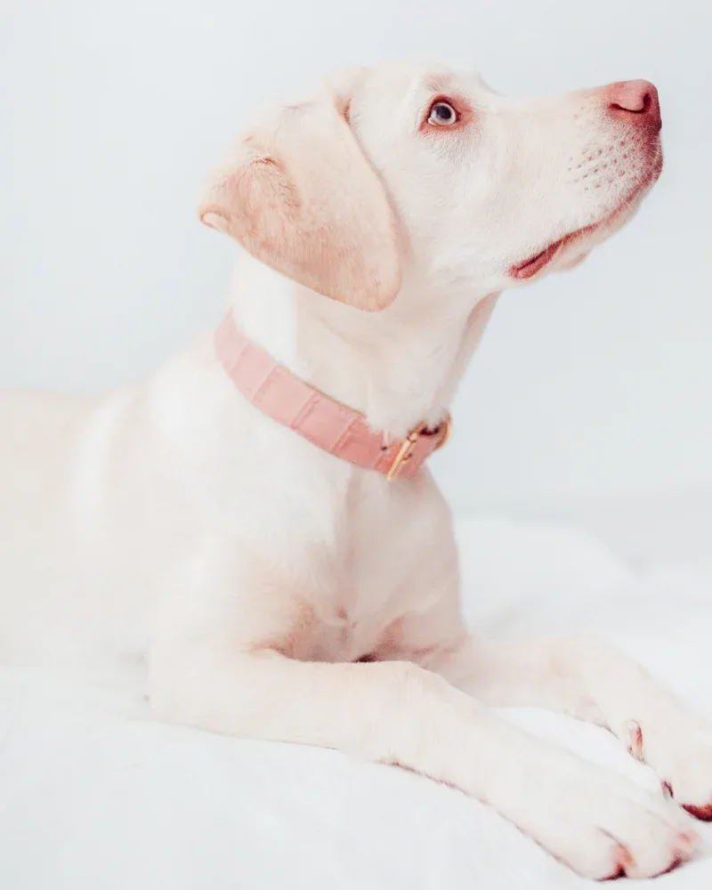 Lia Crocodile Print Leather Dog Collar in Pale Pink (Made in Italy) (FINAL SALE)