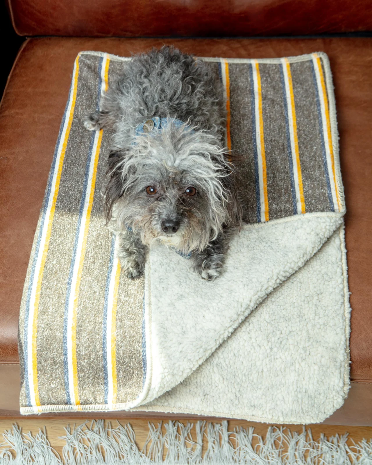 Campus Stripe Dog Blanket (Made in the USA)