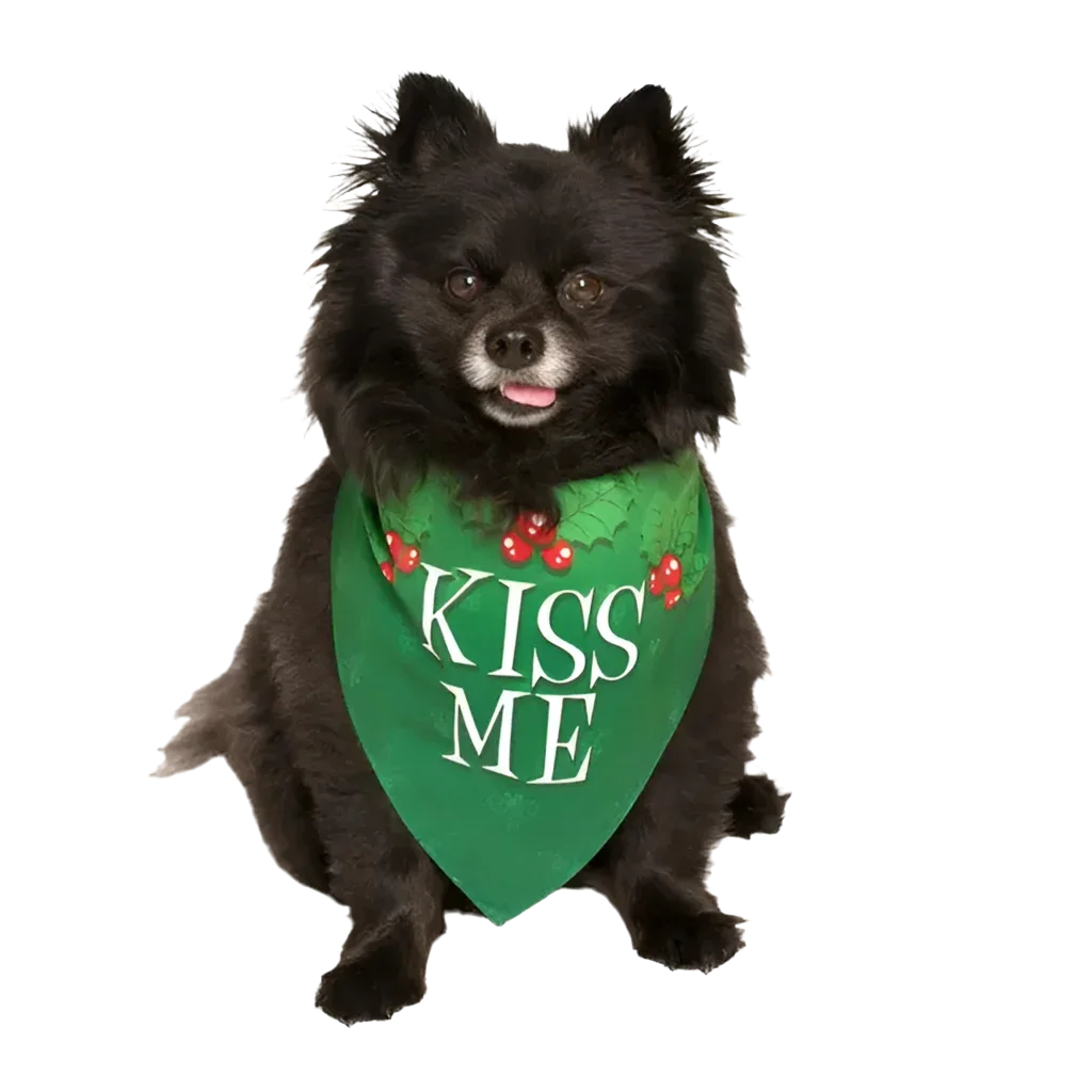 Kiss Me Holiday Dog Bandana by Dog Fashion Living - Image 2