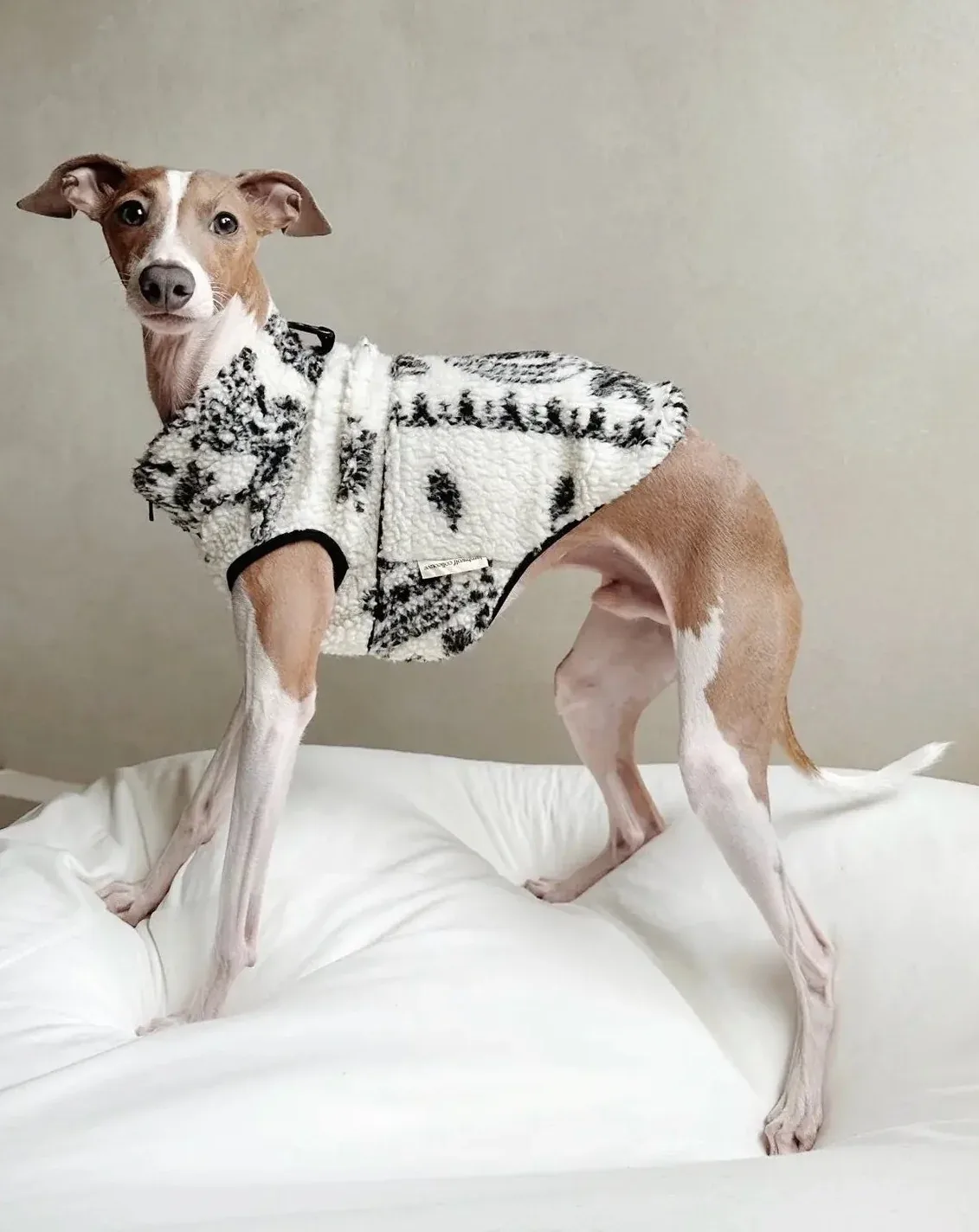 Paisley Camper Sherpa Dog Fleece (FINAL SALE) - Image 2