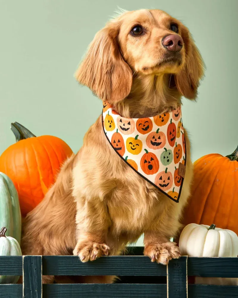 Jack-O-Lanterns Reversible Dog Bandana (Made in the USA)