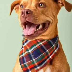 Dakota Plaid Flannel Dog Bandana (Made in the USA) (FINAL SALE)