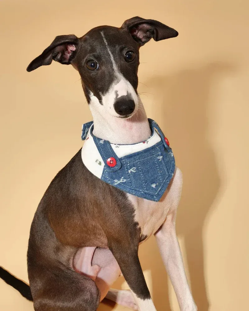 Reversible Denim Overalls Dog Bandana (FINAL SALE)