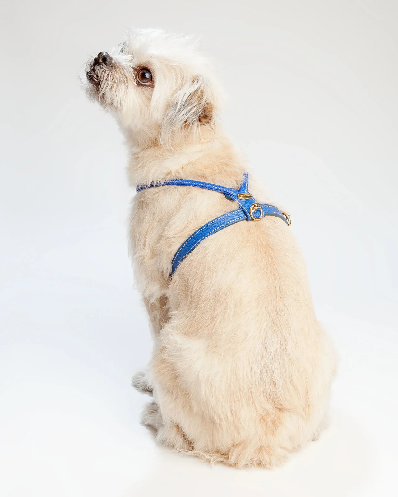 Italian Leather Harness in Blue <> - Image 2