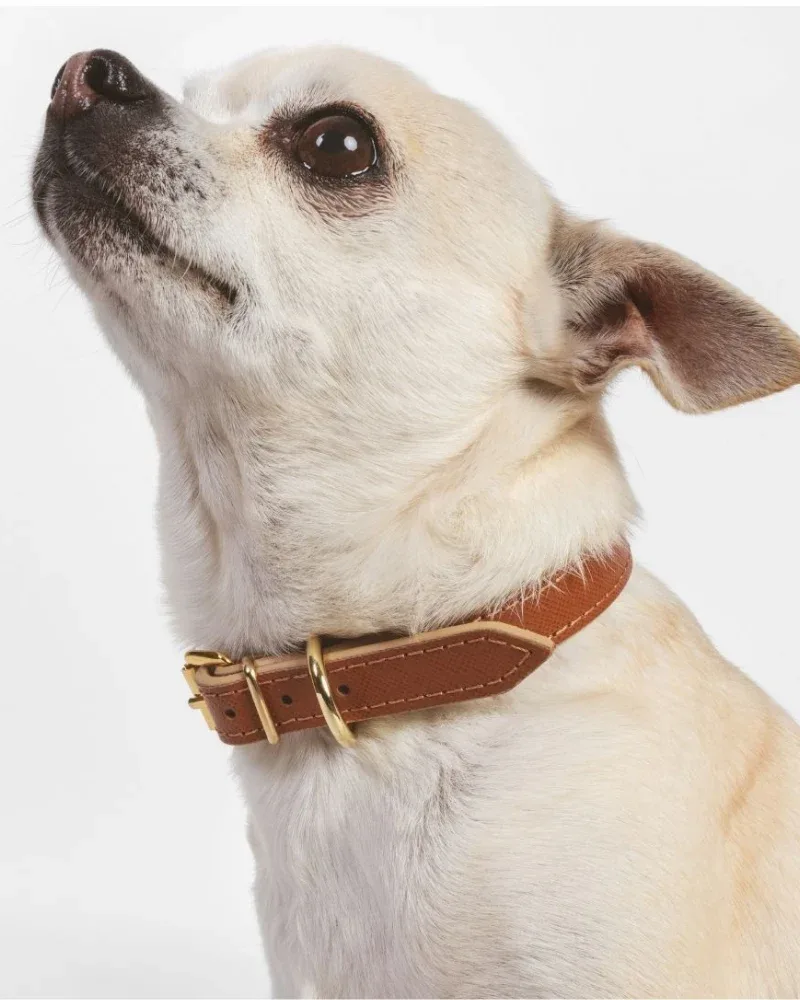 Small Dog Collar in Cognac Leather (Made in Italy) (FINAL SALE)