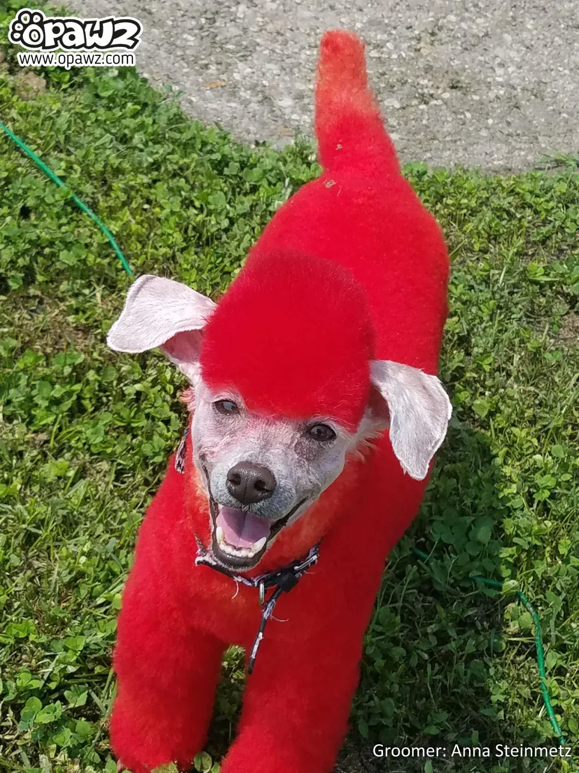 Permanent Dog Hair Dye Hot Red 8oz by Opawz - Image 2