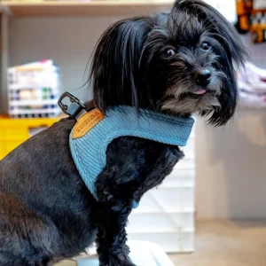 "Roy" Corduroy Buckle Up Easy Dog Harness in Baby Blue