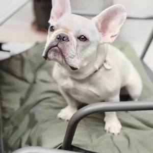 ORII Ultra Lightweight Pet Travel Mat in Fern (FINAL SALE)