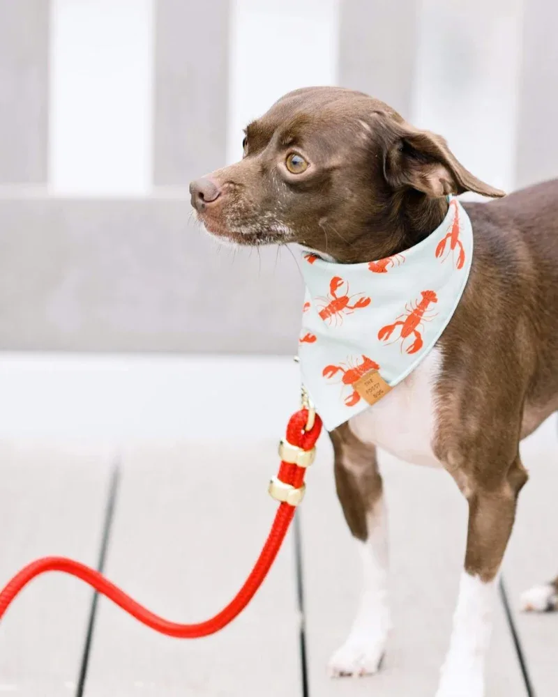 Ruby Red Marine Rope Dog Leash (Made in the USA) - Image 2