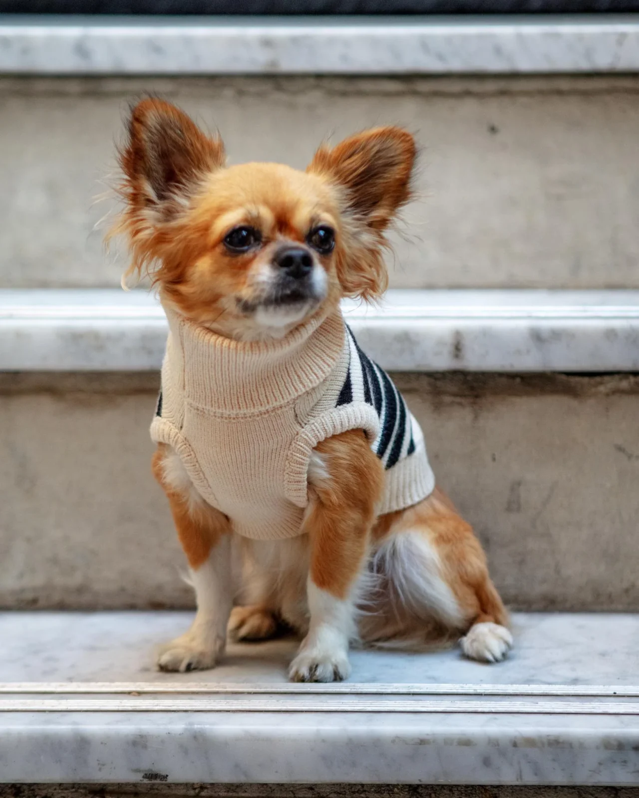 Black & Natural Striped Turtleneck Dog Sweater