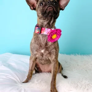 Peony Dog Collar Flower in Rose Petal