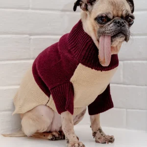 Colorblock Knit Dog Sweater in Burgundy & Beige((FINAL SALE))