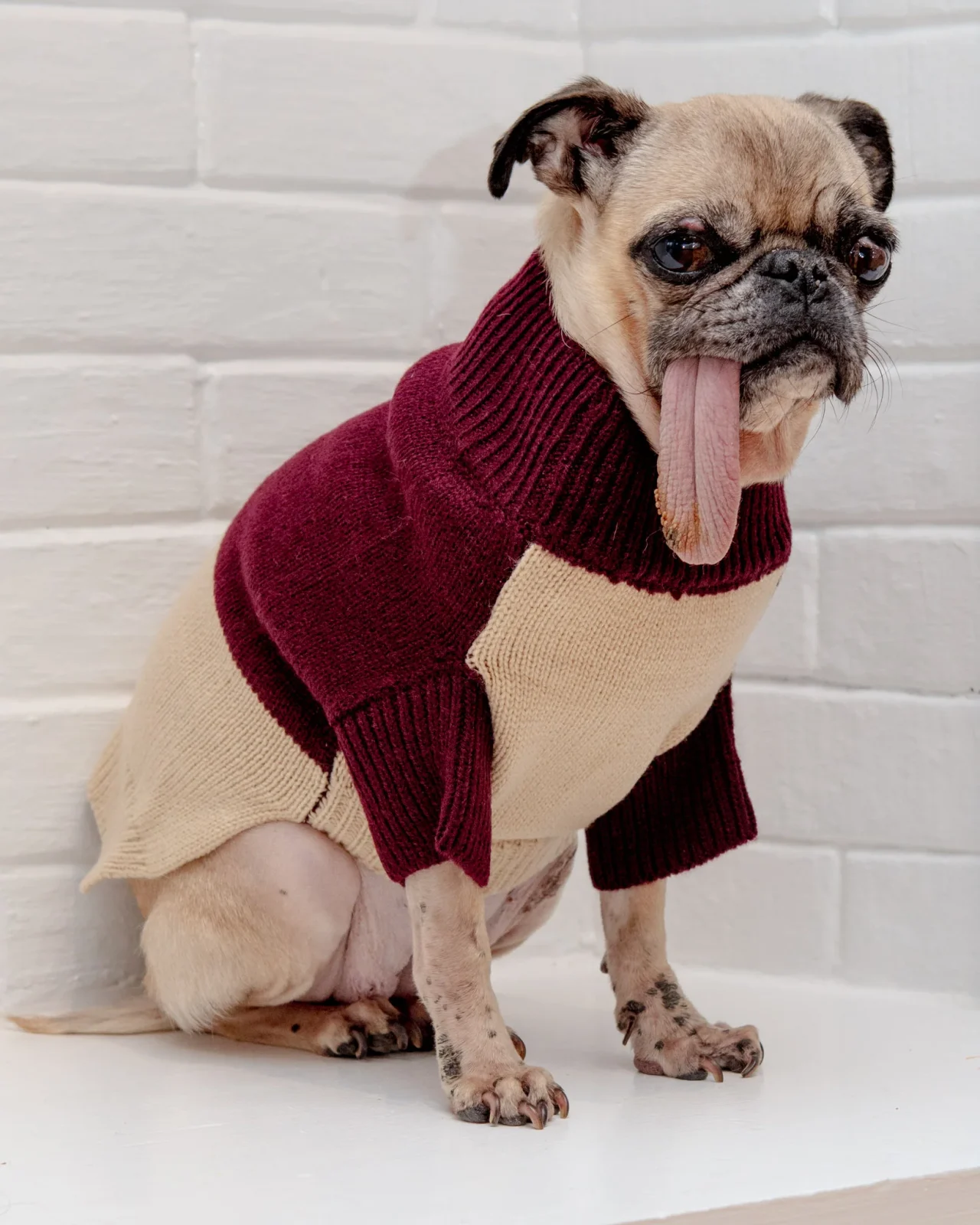 Colorblock Knit Dog Sweater in Burgundy & Beige((FINAL SALE))