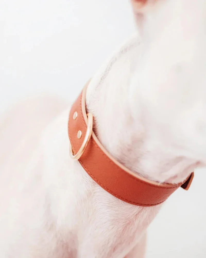 Moni Dog Collar in Cognac Leather (Made in Italy) (FINAL SALE) - Image 2