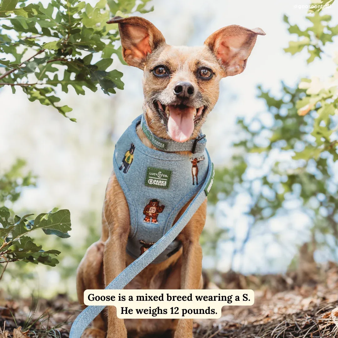 Lucy & Co. x Parks Project Adventures with Friends Reversible Harness - Image 2
