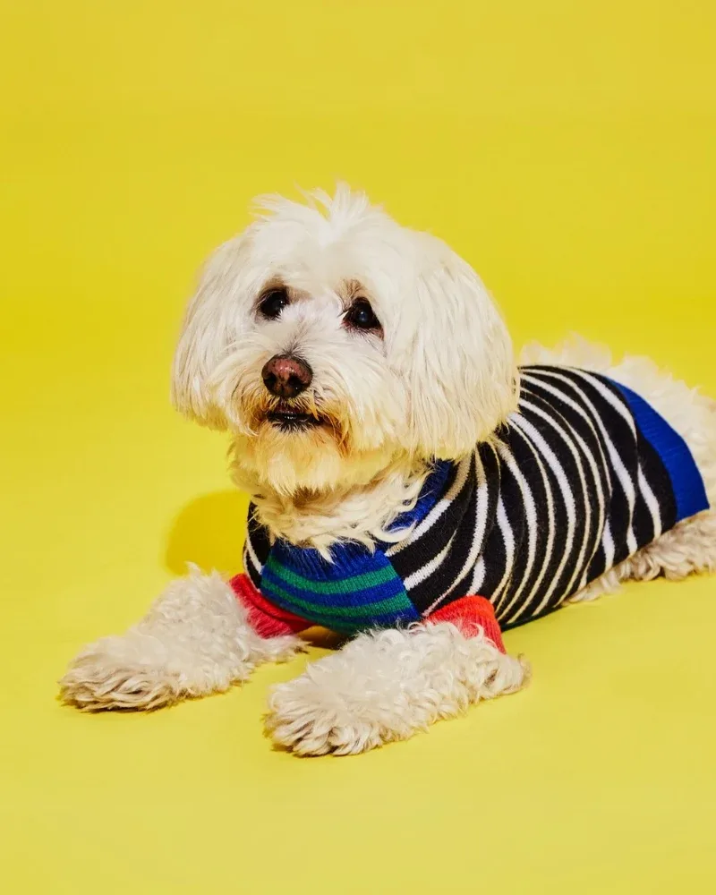 Merino Wool Mixed Up Stripes Dog Sweater (FINAL SALE)