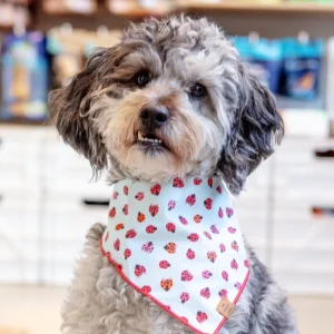 Love Bug Spring Dog Bandana (Made in the USA) (FINAL SALE)