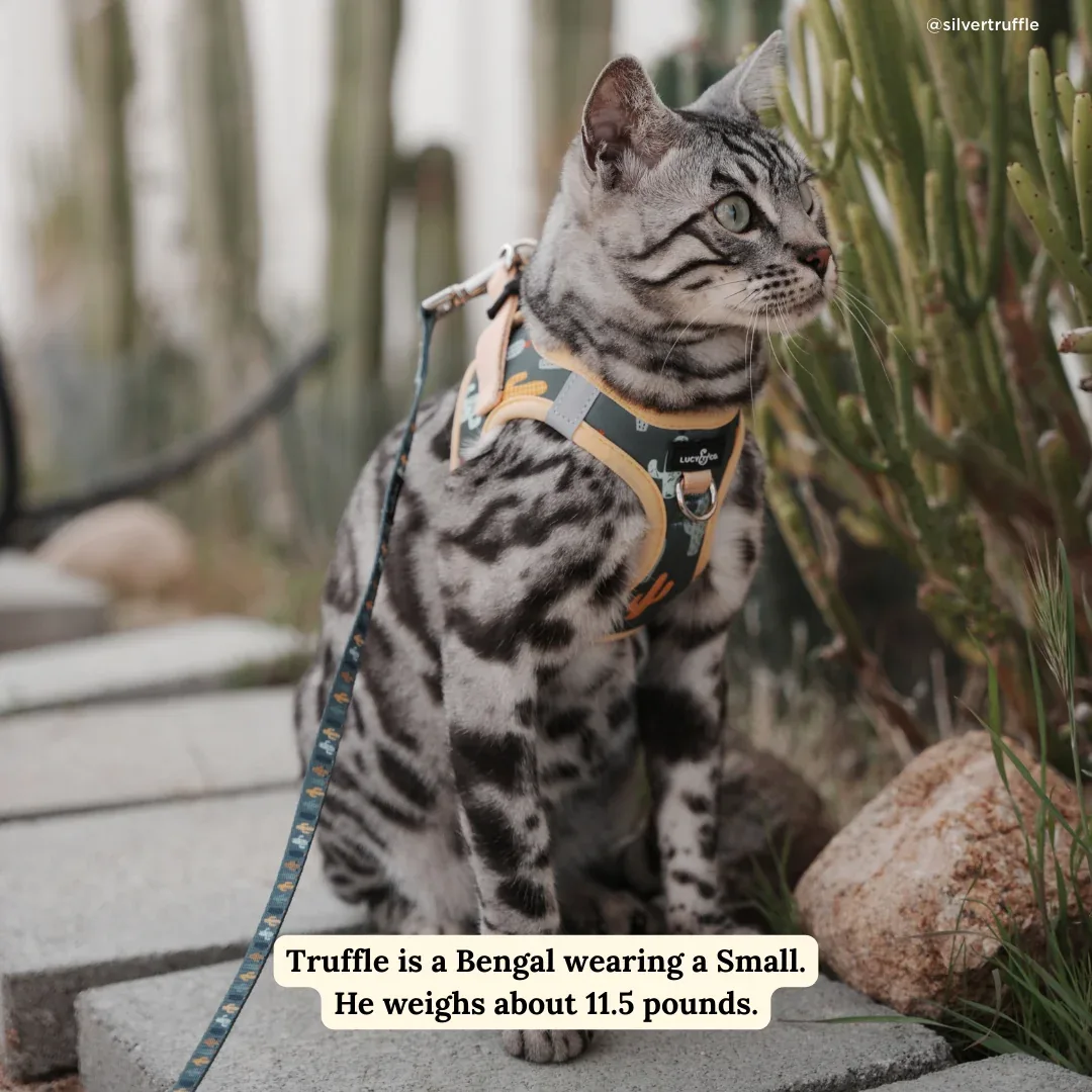 Looking Sharp Cat Leash - Image 2