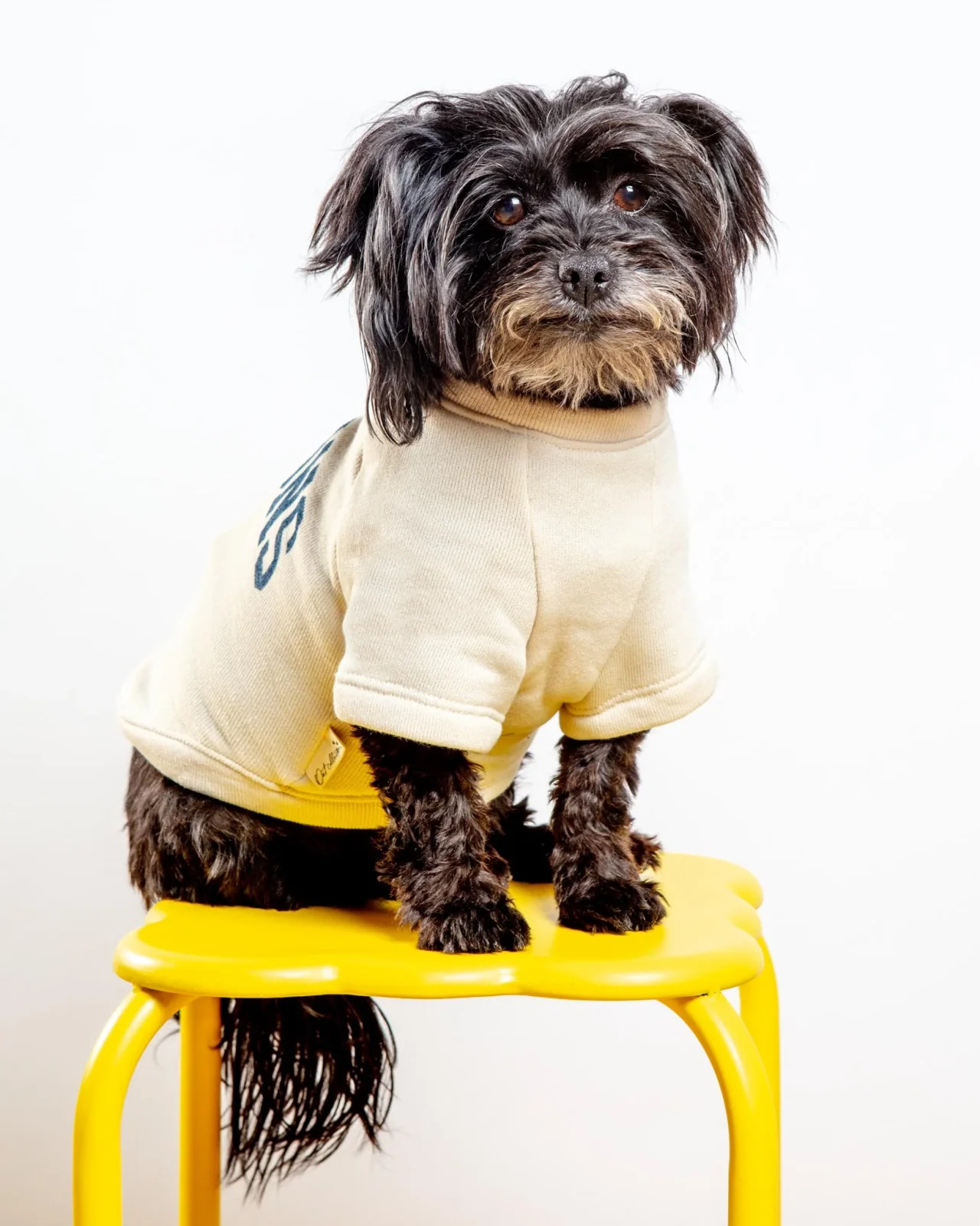 Hamptons Dog Sweatshirt in Oat - Image 2