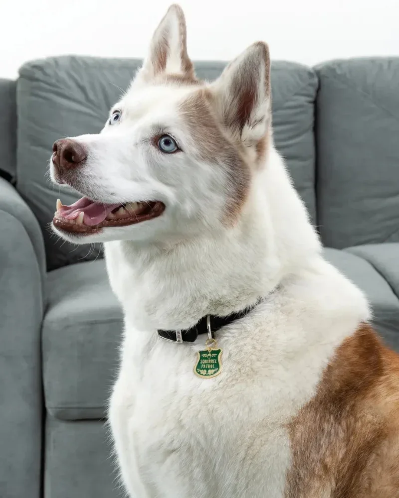 Squirrel Patrol Dog Collar Charm - Image 2