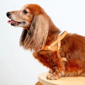 Butter Leather Dog Harness in Sahara Cognac (Made in Austria)
