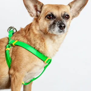 A Walk in the Park Dog Harness (Made in the USA) (FINAL SALE)