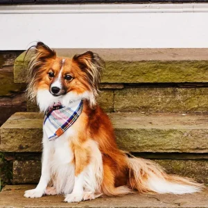 Regent Plaid Flannel Dog Bandana