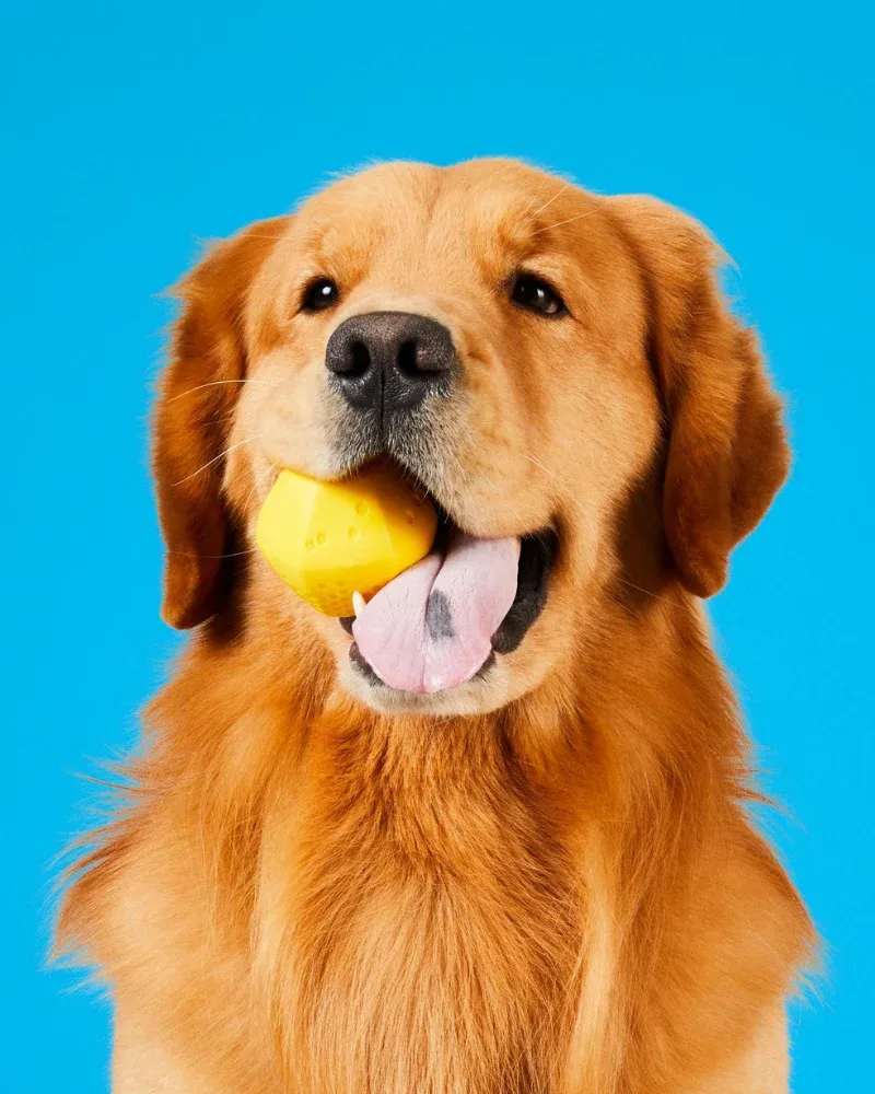 Durable Bouncy & Floating Hive Dog Ball (Made in the USA) (FINAL SALE) - Image 2