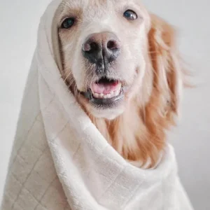 Baby Fleece Microfiber Dog Towel in Cream