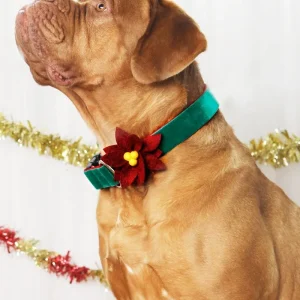 Poinsettia Holiday Dog Collar Flower (Made in the USA)
