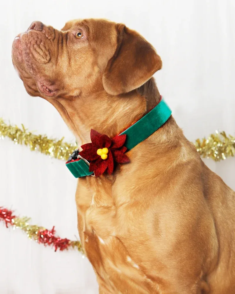 Poinsettia Holiday Dog Collar Flower (Made in the USA)