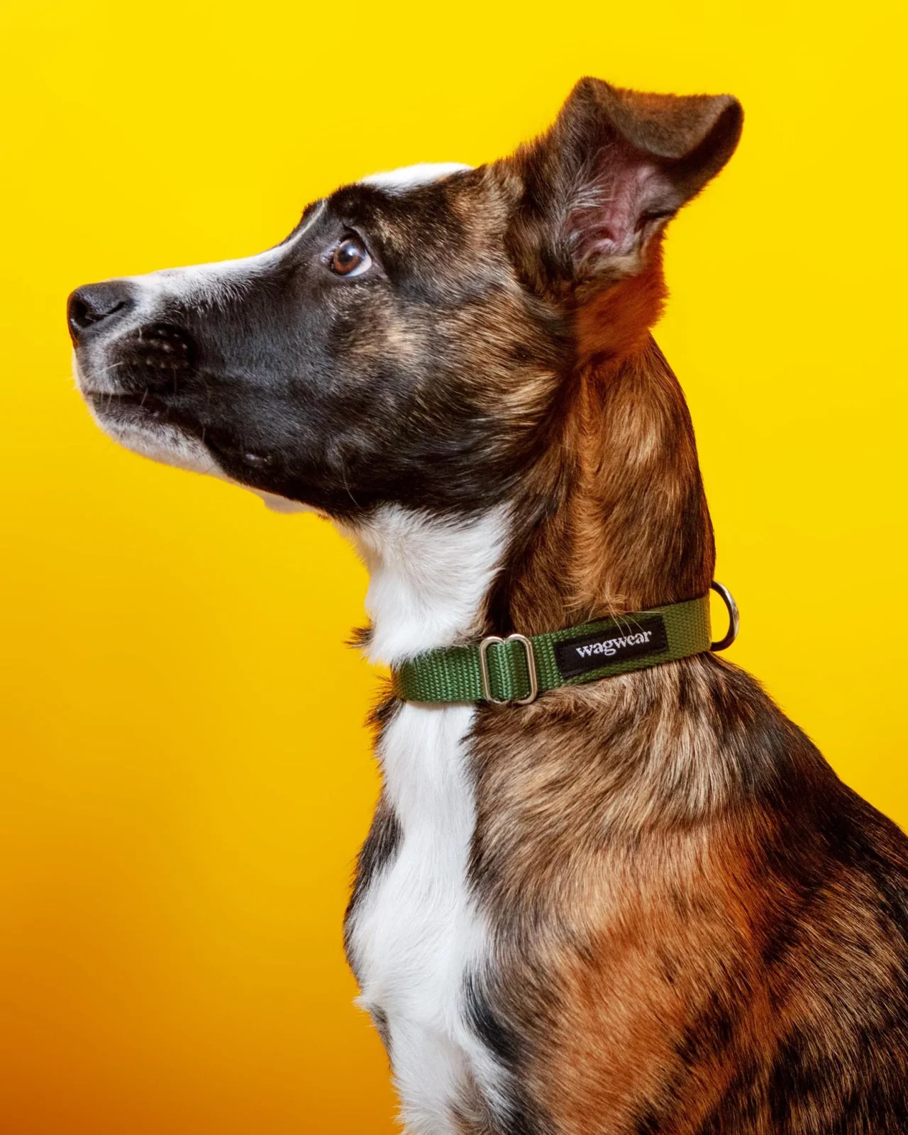 Nylon Metropolitan Collar in Olive Green (Made in the USA)
