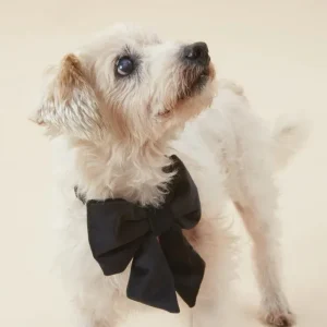 Black Velvet Dog Lady Bow (Made in the USA) (FINAL SALE)
