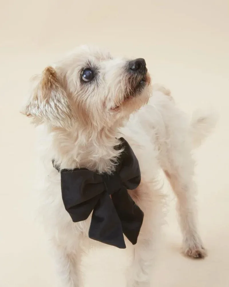 Black Velvet Dog Lady Bow (Made in the USA) (FINAL SALE)