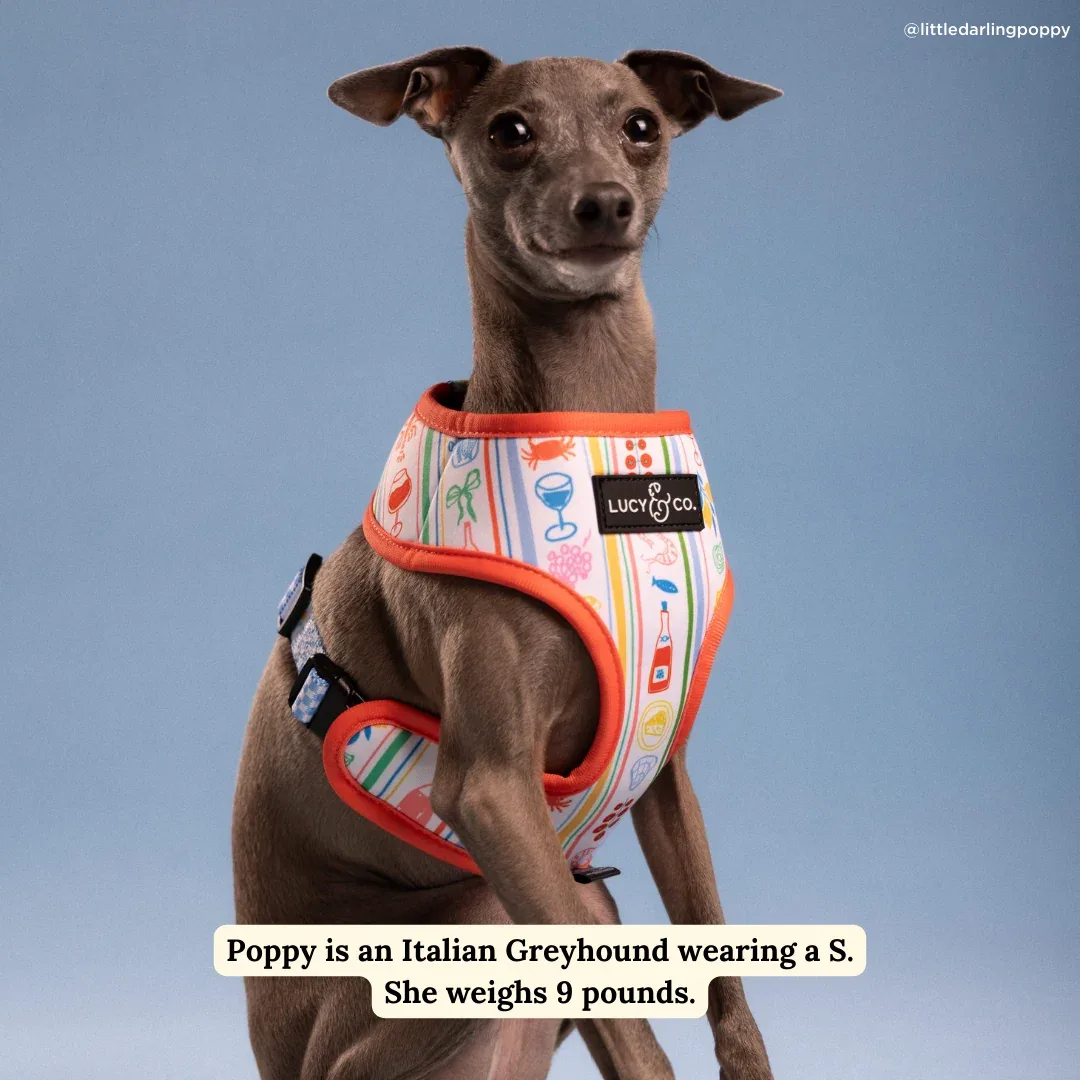Sunny in Sicily Reversible Harness - Image 2