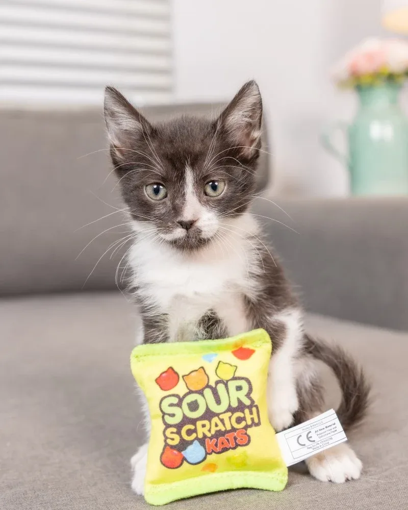 Sour Scratch Kids Catnip Cat Toy - Image 2