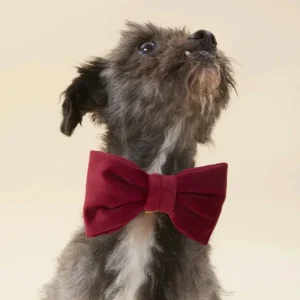Burgundy Velvet Dog Bow Tie
