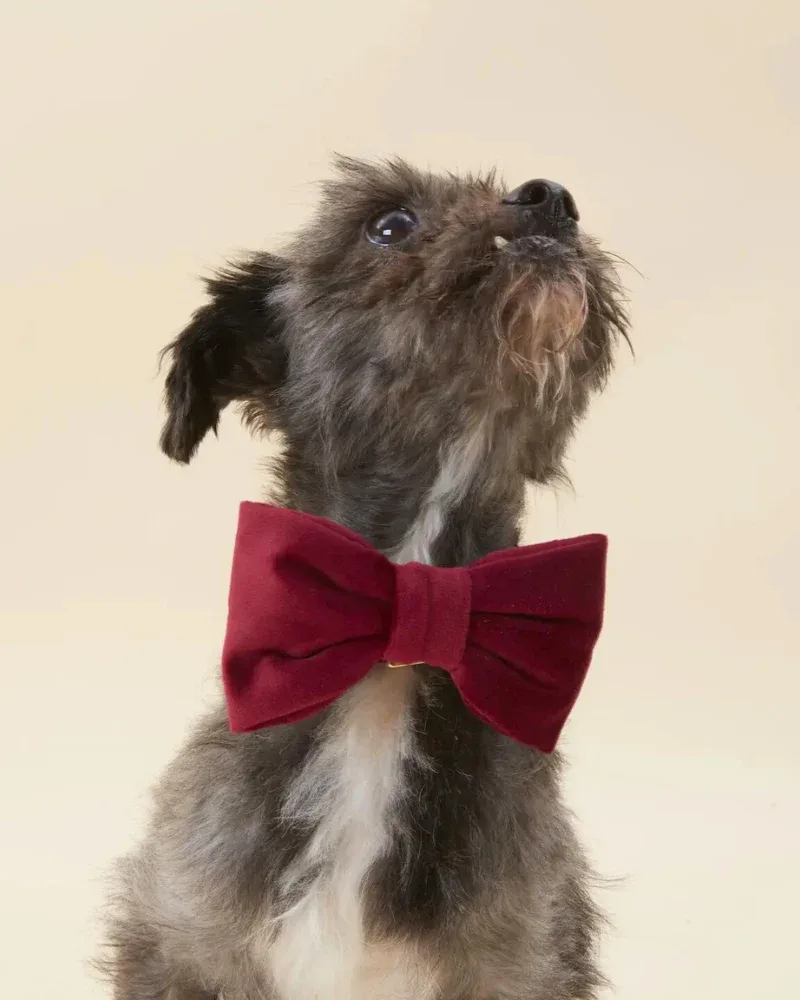 Burgundy Velvet Dog Bow Tie