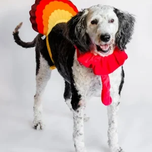 Thanksgiving Turkey Costume for Dogs
