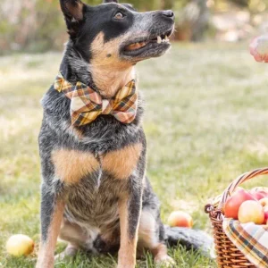 Cornucopia Flannel Dog Bow Tie (Made in the USA) (FINAL SALE)
