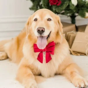Cranberry Velvet Dog Bow (Made in the USA)